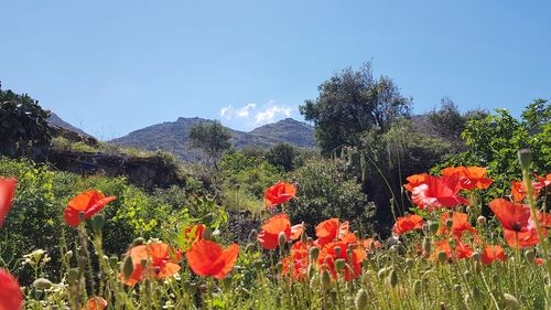 Close-up of red poppies on field against sky