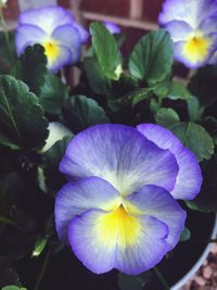 Close-up of purple iris blooming outdoors