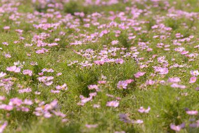 Close-up of purple flowering plants on field