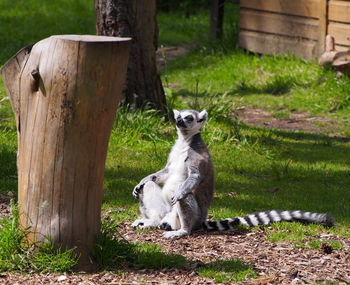 Lemur sitting by tree stump on field