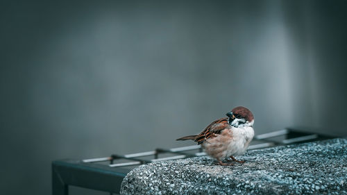 Close-up of bird perching on metal