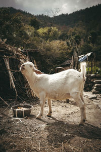 Side view of a horse standing on field