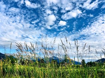 Plants growing on field against sky