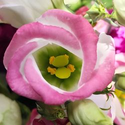 Close-up of pink flowers blooming outdoors