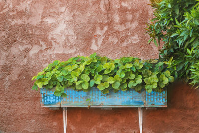 Close-up of green plants against wall