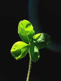 Close-up of leaves over black background