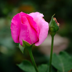 Close-up of pink rose