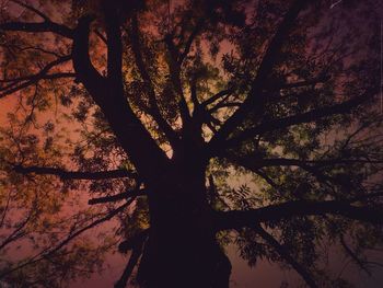 Low angle view of bare trees against sky