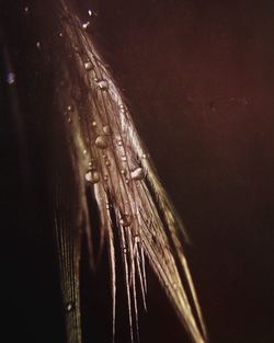 Extreme close up of water surface over black background