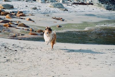 Dog running on beach