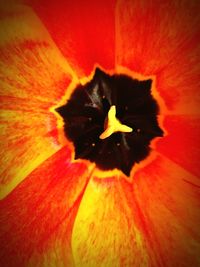 Close-up of orange flower