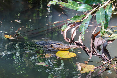 Monitor lizard in pond