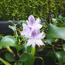 Close-up of flowers blooming outdoors