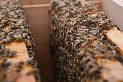 Close-up of honey bee in beehive