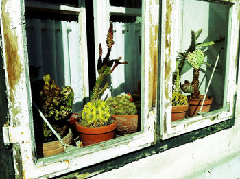 Potted plants on window sill