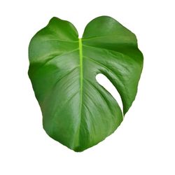 Close-up of green leaves against white background