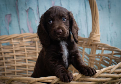 Close-up of black dog in basket