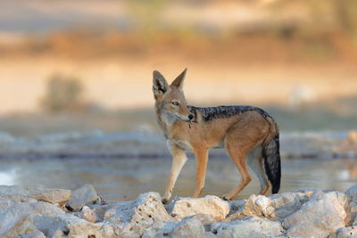 Portrait of fox on field