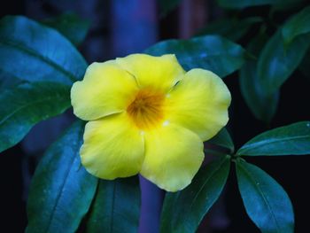 Close-up of yellow flower