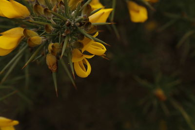 Close-up of yellow flowers blooming outdoors