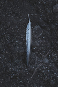 Close-up of feather