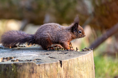 Close-up of squirrel on tree stump