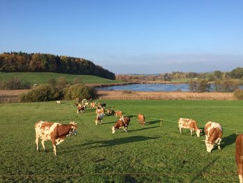 Cows grazing in a field