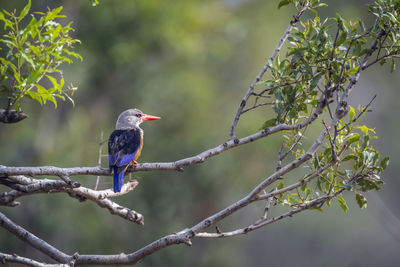 Close-up of bird perching on branch