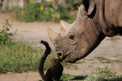 Funny rhinoceros at zoo