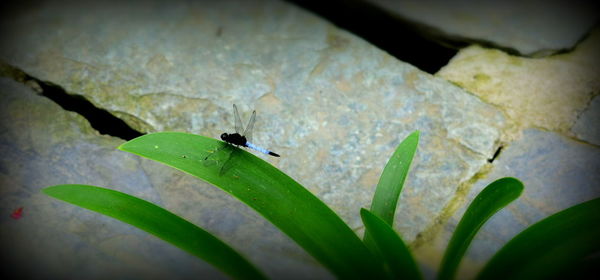 Close-up of insect on plant