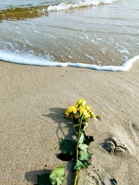 High angle view of yellow flowering plant on beach