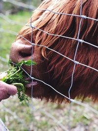 Person holding a horse