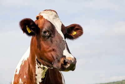 Close-up of cow standing against sky