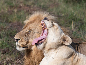 Close-up of lioness