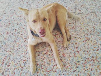 High angle portrait of dog lying on floor