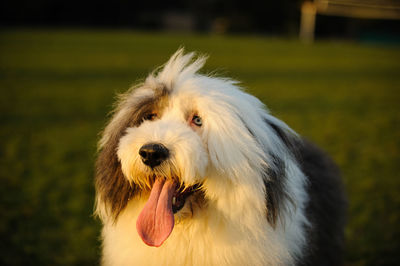 Close-up of a dog