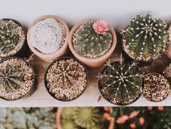 High angle view of succulent plants on table