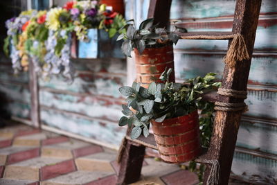 Close-up of potted plant