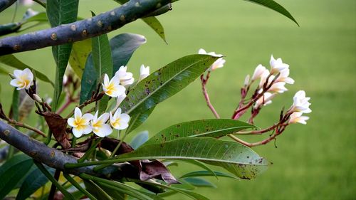 Close-up of flowering plant