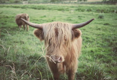 Close-up of highland cattle on grassy field