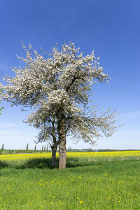 Scenic view of flowering tree on field against sky