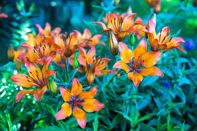 Close-up of orange lily flowers