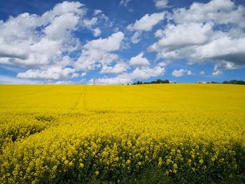 Scenic view of oilseed rape field against sky