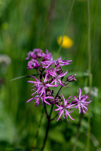 Macrophoto of flower