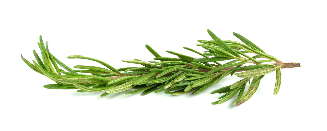 CLOSE-UP OF FRESH GREEN LEAF AGAINST WHITE BACKGROUND