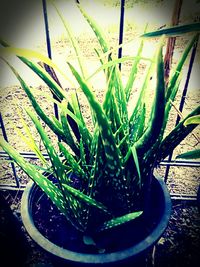 Close-up of potted plant