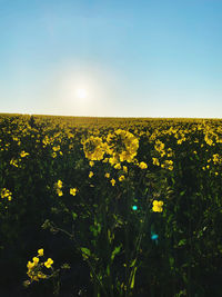 Yellow flowers on field against sky