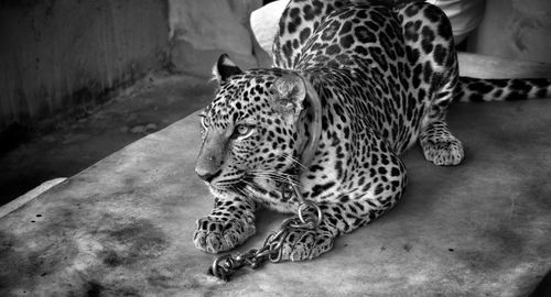 High angle view of leopard locked with chain