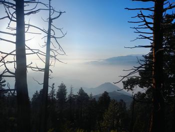 Scenic view of pine trees against sky