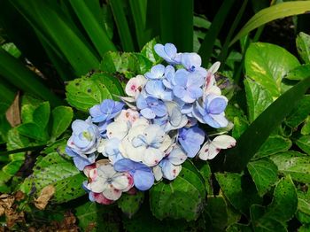 Close-up of hydrangea flowers